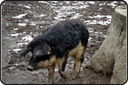 velbo03_03.gif