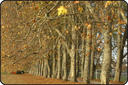 allee arbes alignées