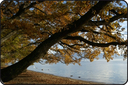 Plage arbre