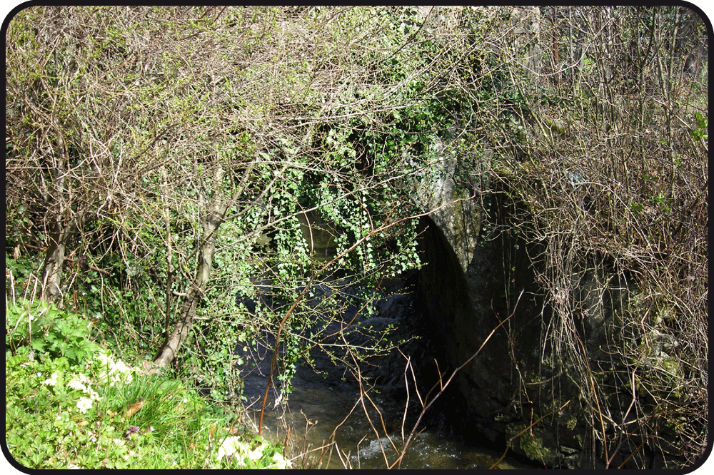 Ruisseau_arbres
