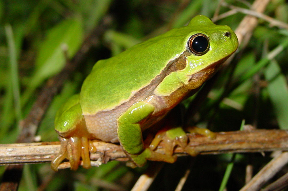 Rainette verte de profil