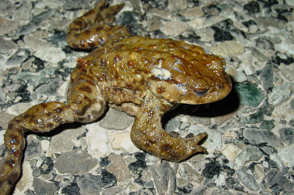 Crapaud commun écrasé par une voiture