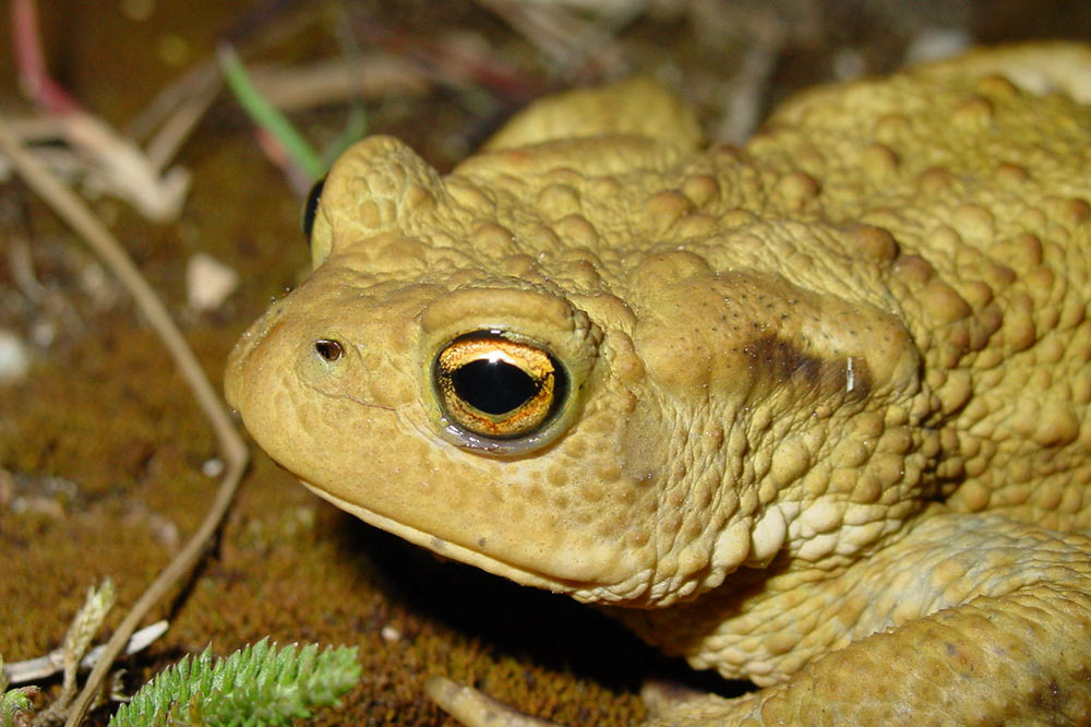 Pupilles de crapaud commun