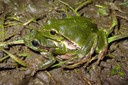 Amplexus de rainettes vertes