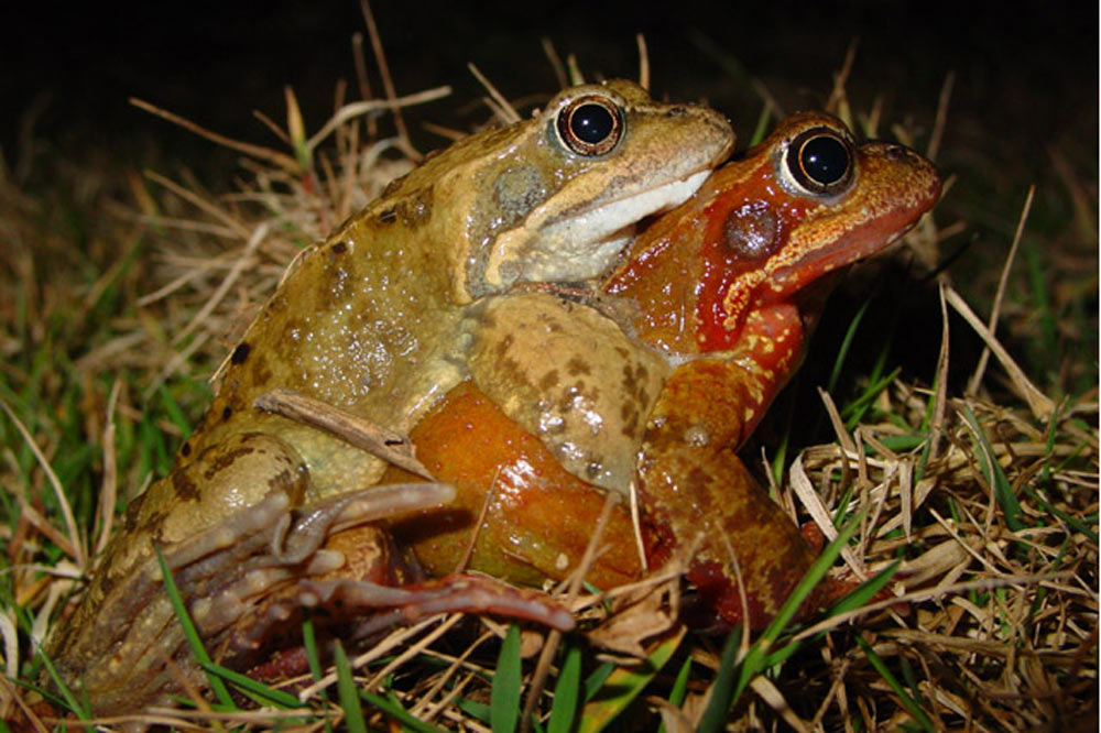 Amplexus de grenouilles rousses