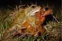 Amplexus de grenouilles rousses