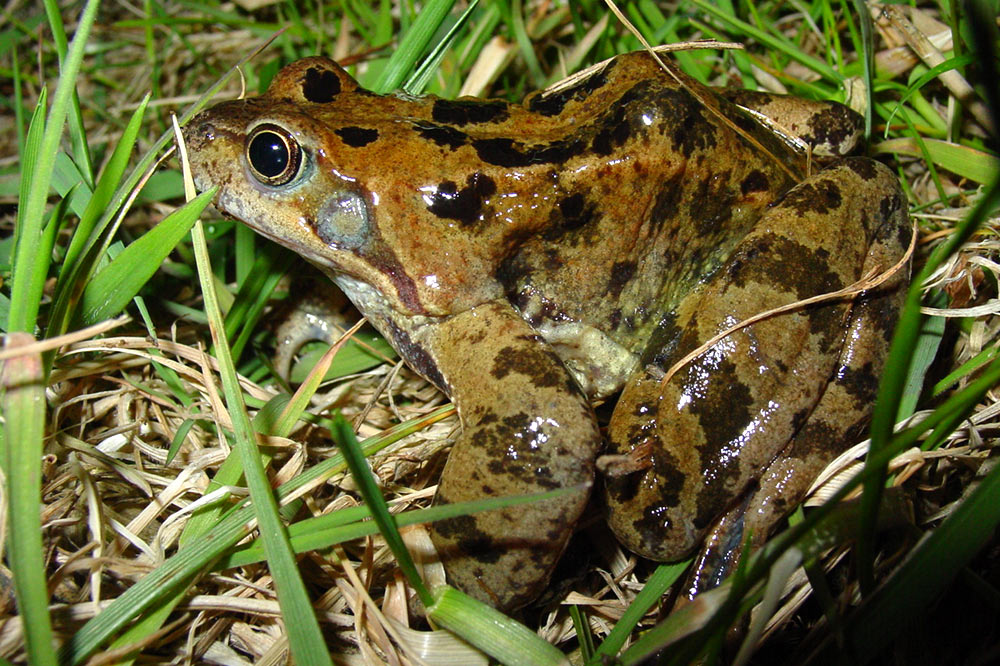 Grenouille rousse de profil