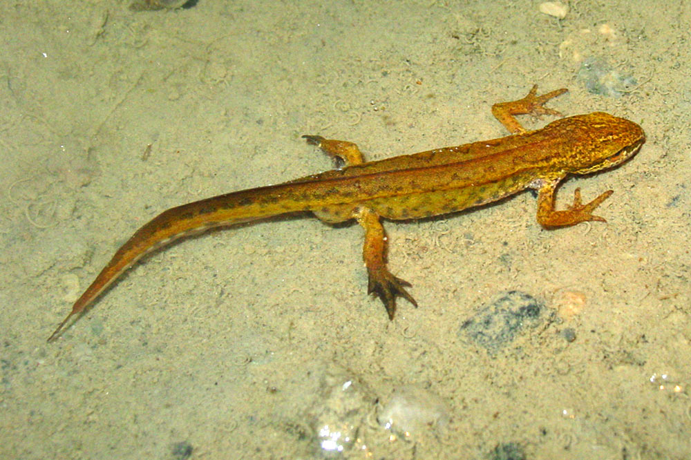 Triton palmé dans l'eau