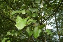 Feuilles d'aune blanchâtre