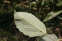 Dessous de feuille d'aune glutineux