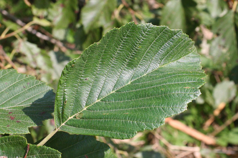 Feuille d'aune glutineux