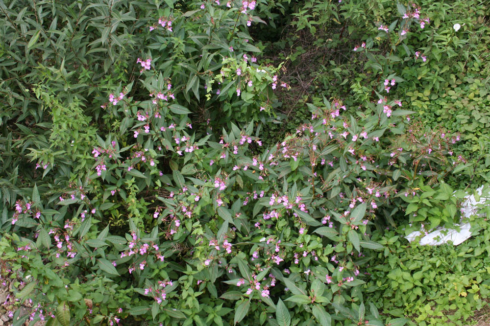 Buisson d'impatience glanduleuse