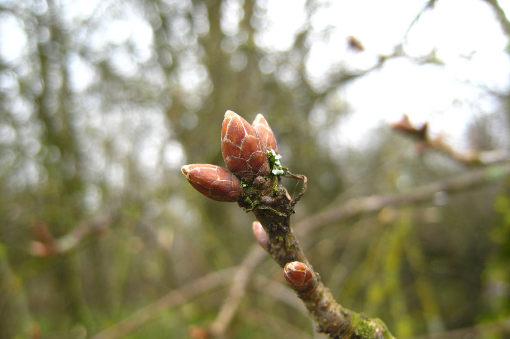 Bourgeons de chêne pédonculé