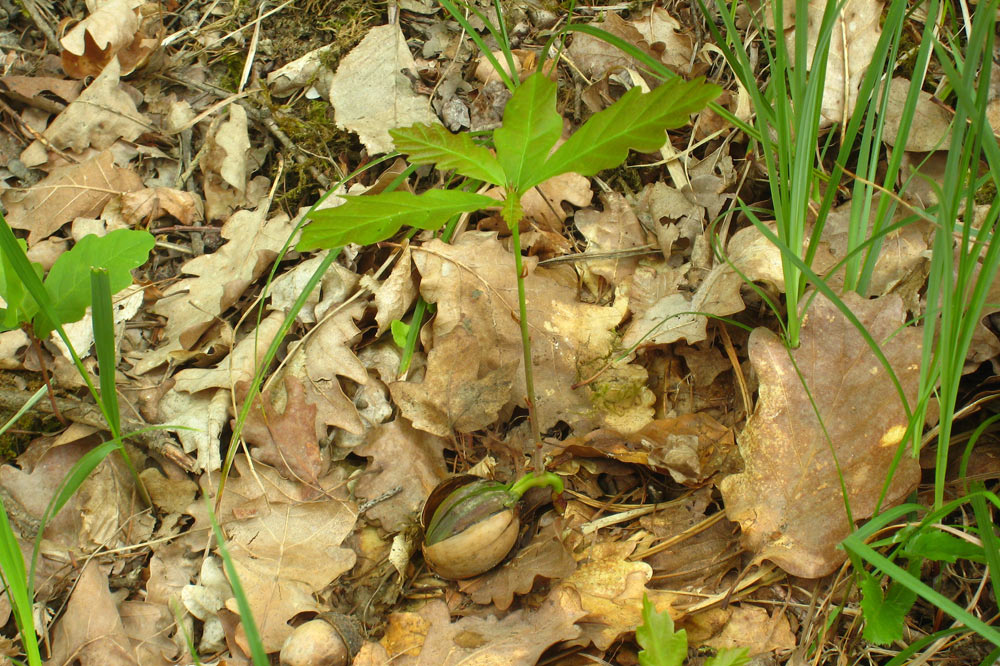 Plantule de chêne pédonculé