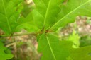 Bases de feuilles de chêne pédonculé