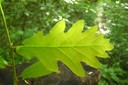 Dessous de feuille de chêne pédonculé