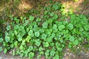 Petasites blanc