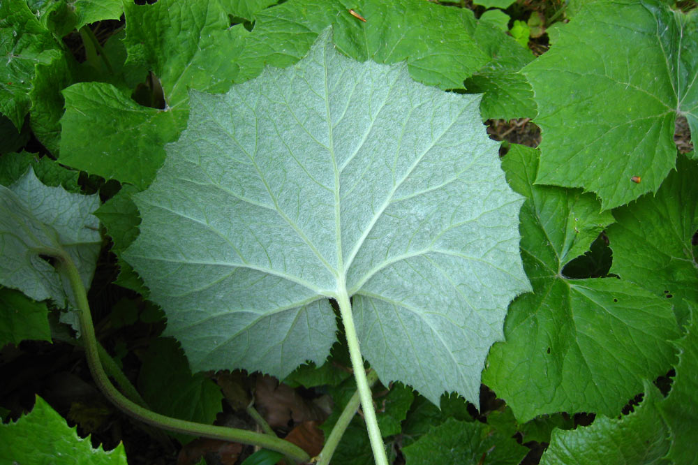 Dessous de feuille de petasite blanc