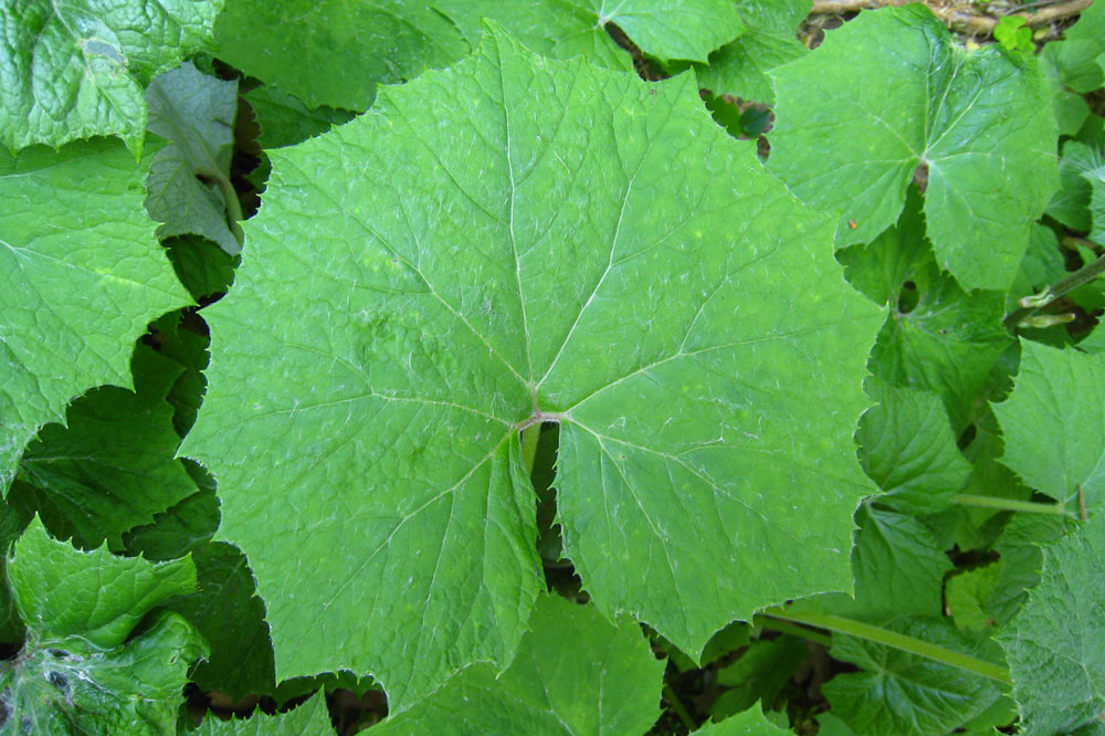 Feuille de petasite blanc