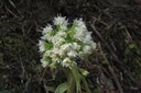 Fleurs de petasite blanc