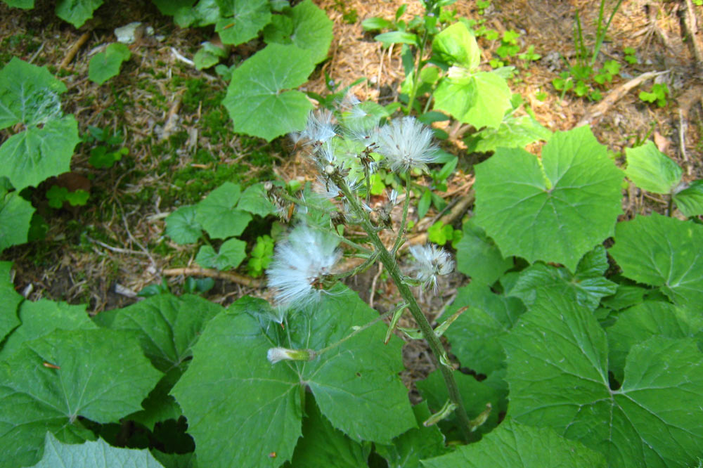 Petasite blanc en graine