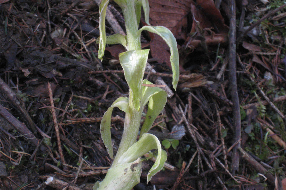 Tige florale de petasite blanc