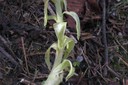 Tige florale de petasite blanc