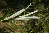 Dessous de feuilles de saule blanc
