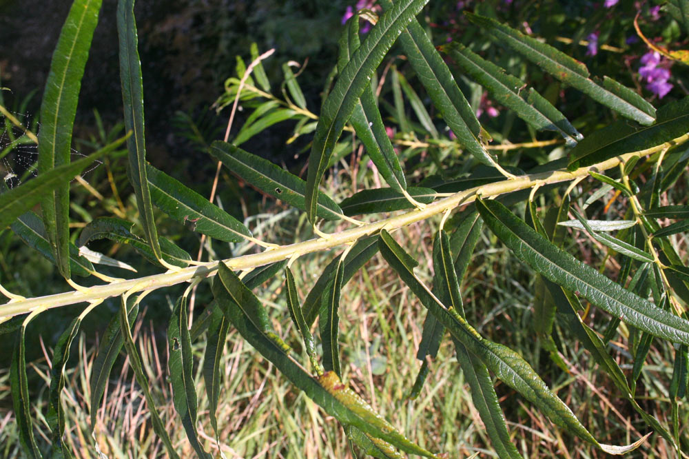 Tige de saule blanc