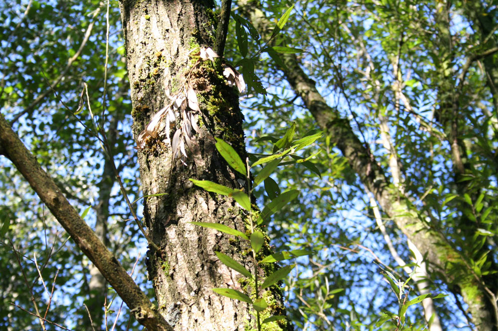 Tronc de saule blanc