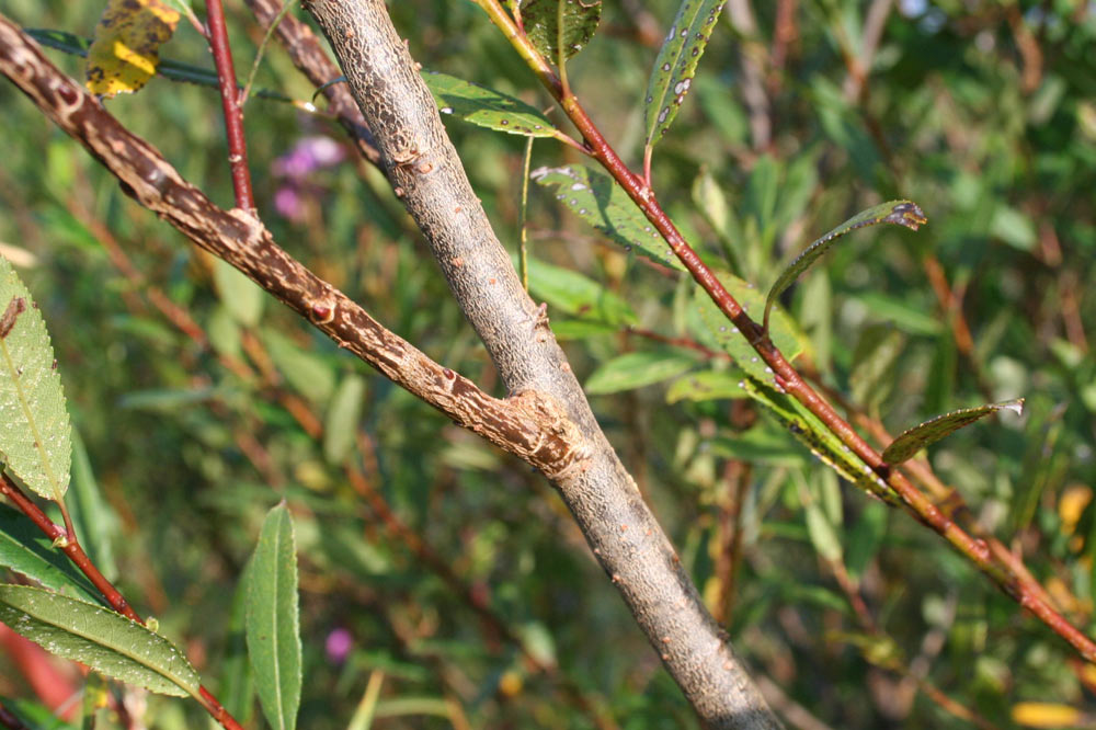 Tige de saule pourpre