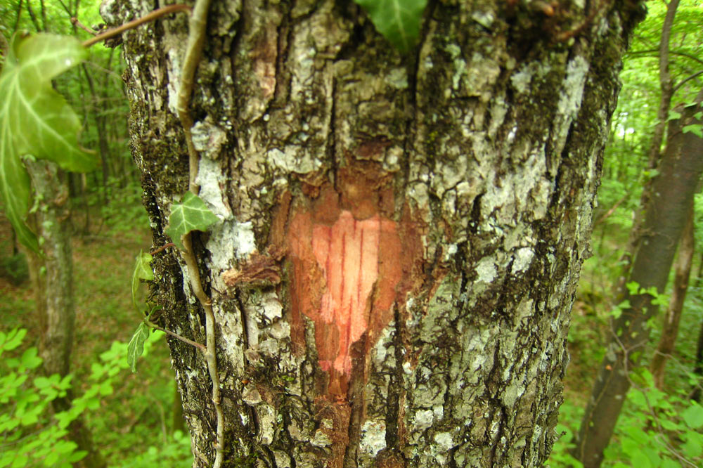 Tronc de chêne pédonculé