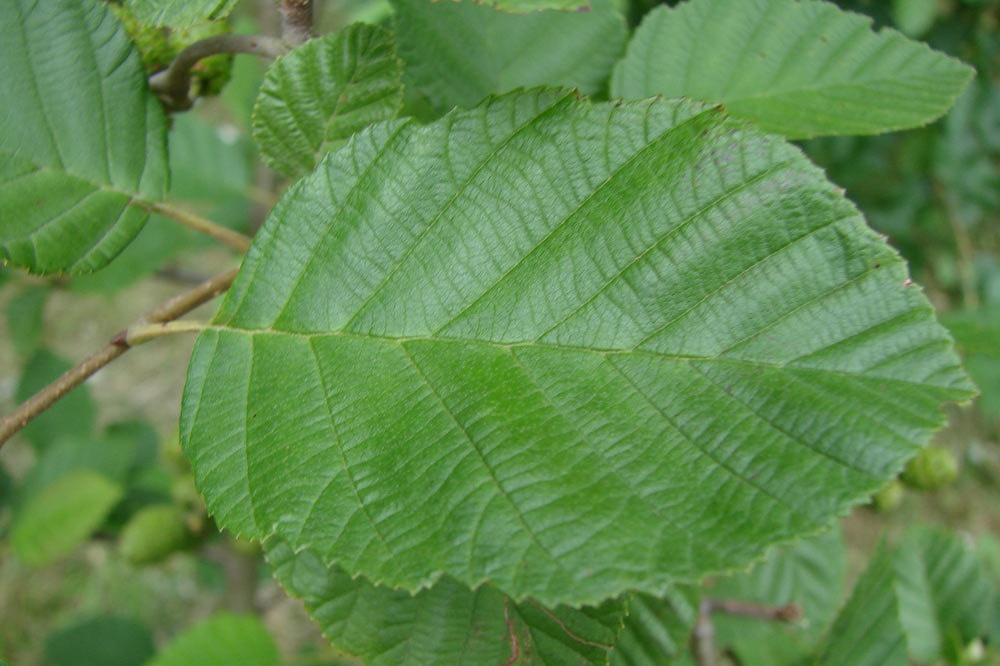 Feuille d'aune blanchâtre