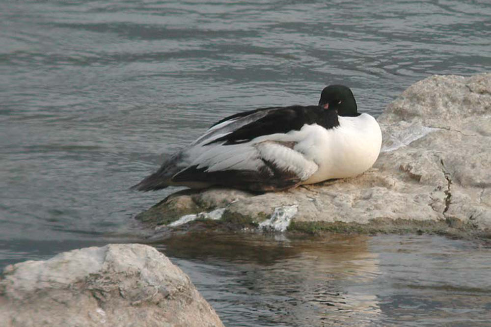 Harle bièvre mêle au repos