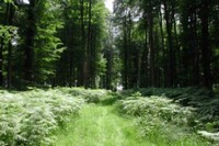 A la découverte de la forêt d'Onex