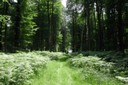 A la découverte de la forêt d'Onex