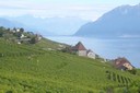 A la découverte des terrasses du Lavaux