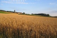 Le chemin des blés