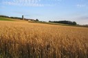 Le chemin des blés
