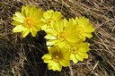 Sentier des Adonis