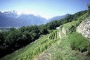 Sentier des vignes et des guérites