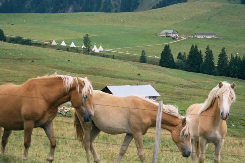 Chevaux aux alentours des Charmilles