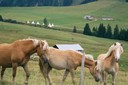 Chevaux aux alentours des Charmilles