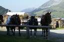 Chevaux prêts à l'attelage