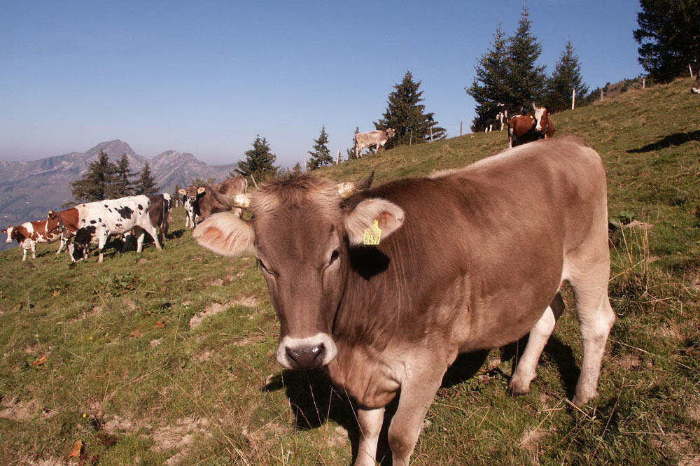 Vaches du Lity