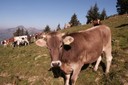 Vaches du Lity