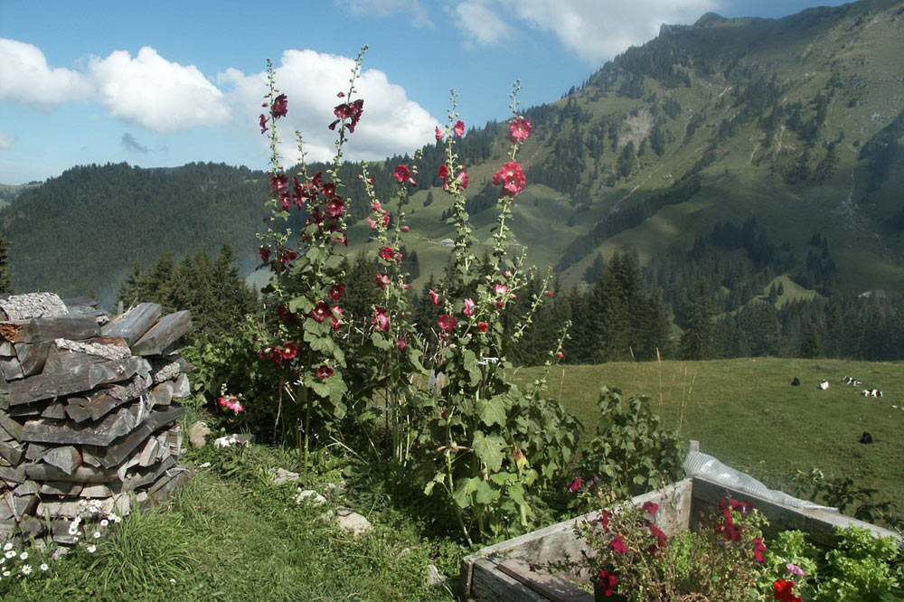 Vue depuis le Hohberg