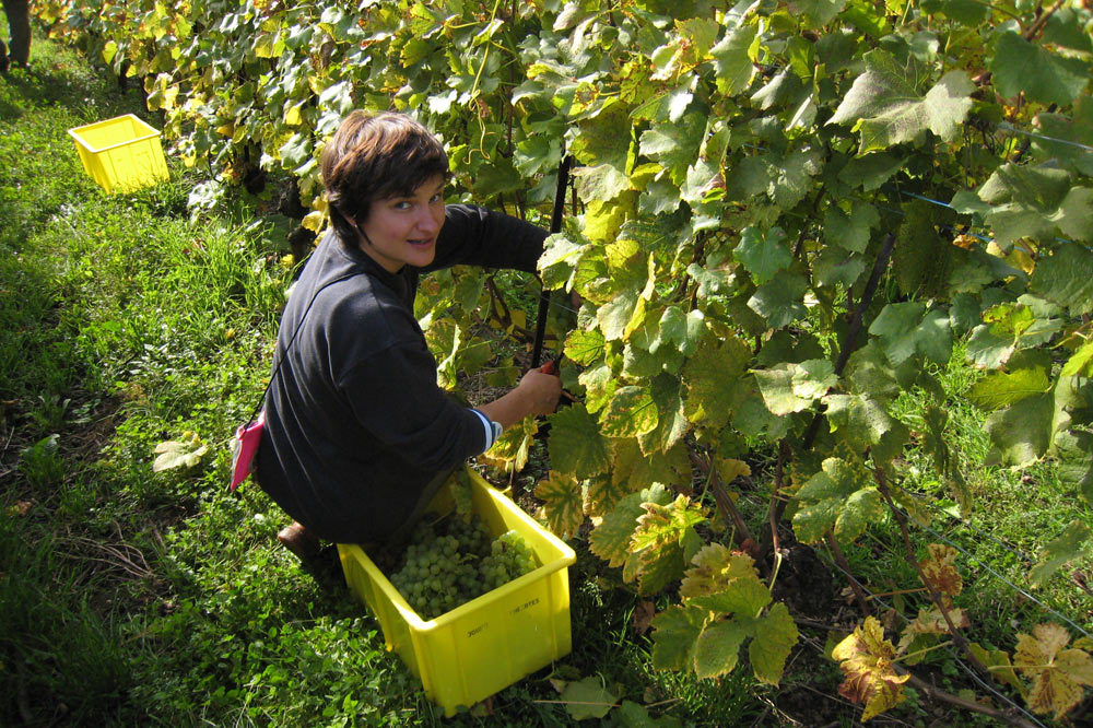 Les vendanges des vignes de Constant Jomini