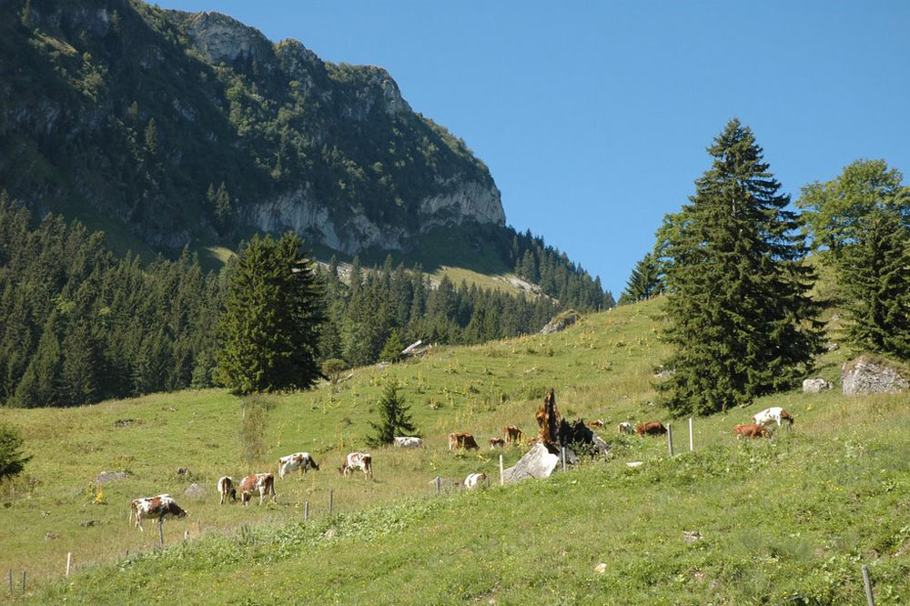 Alpages du chalet