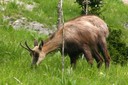 L'ardève recèle une fuane et une flore diversifiée